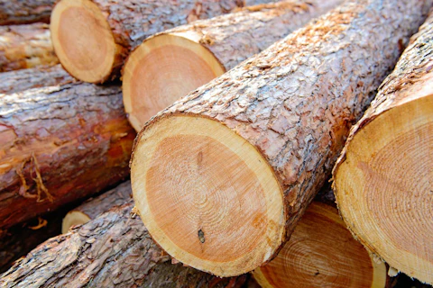 Woodpile of cut trees in the lumberyard.